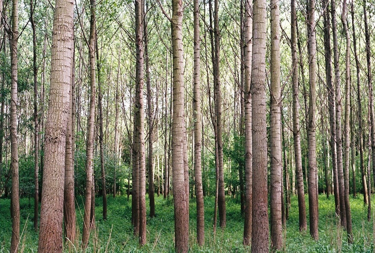 Turkey will declare a holiday dedicated to planting tree