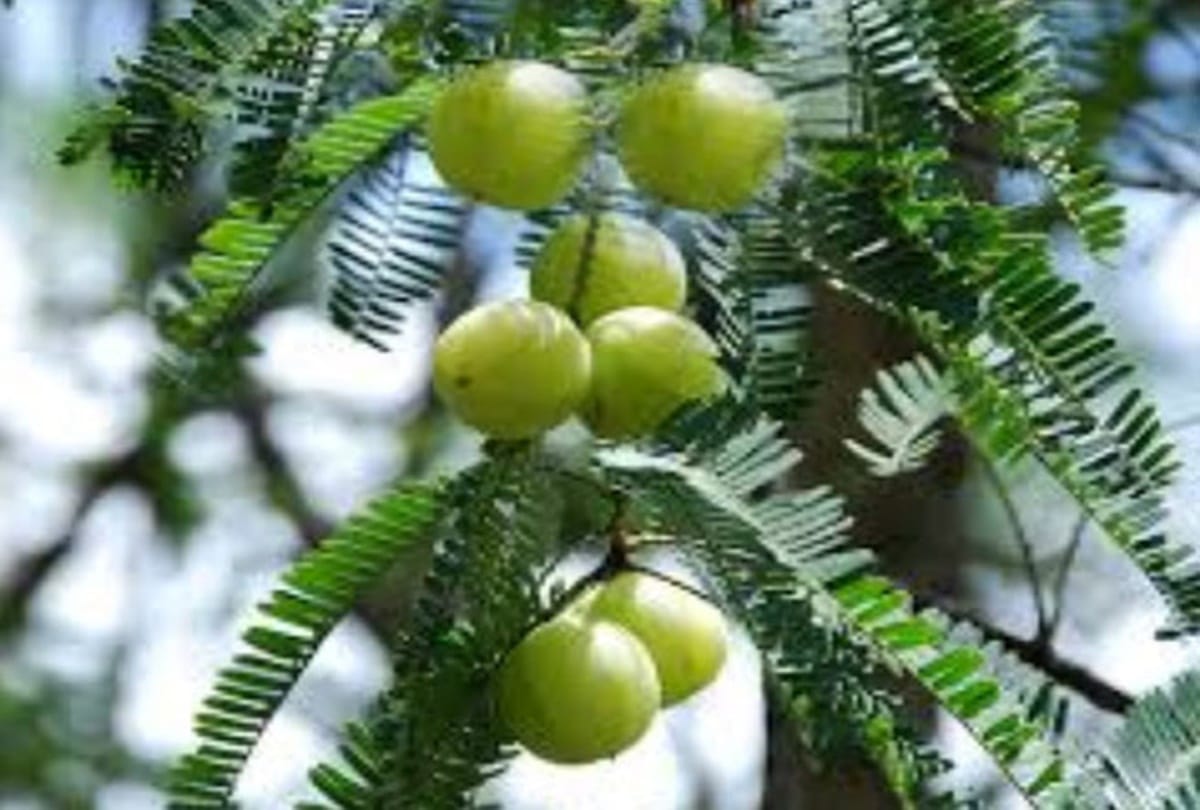 according to vastu these plants are unlucky for home