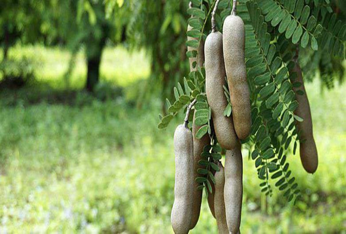according to vastu these plants are unlucky for home