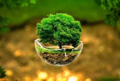 according to vastu these plants are unlucky for home