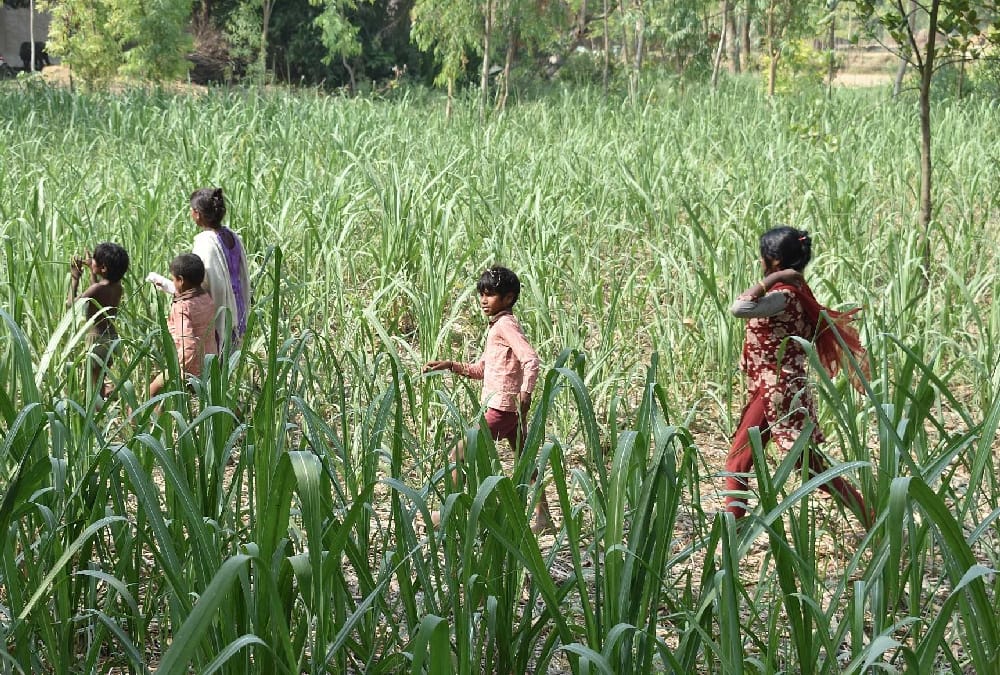 dogs killed another child in sitapur