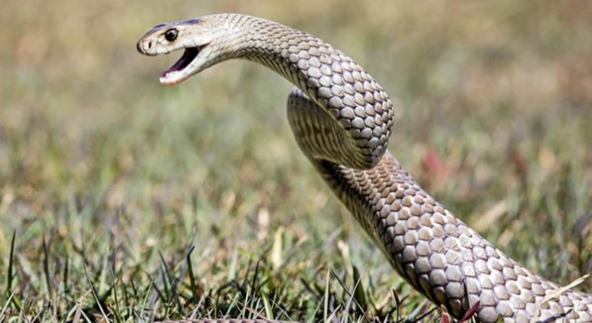 Snake bite a yoga student in pm modi program on international yoga day 2018
