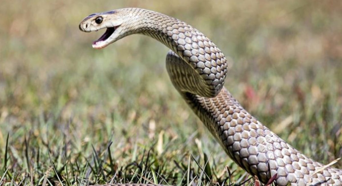 Two died due to snakebite one woman while sleeping another man in field in mau