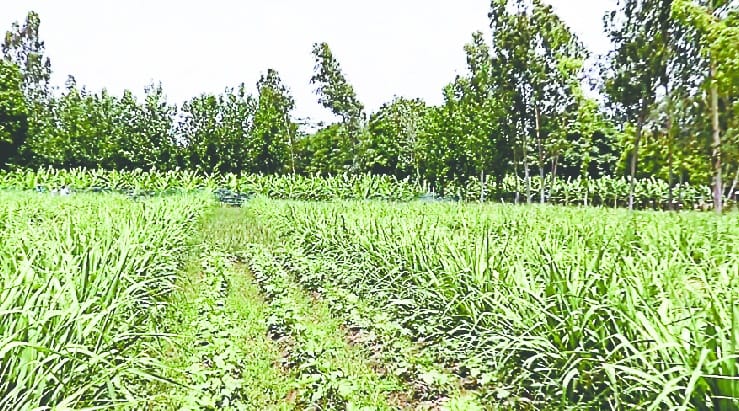 Promotion of millennium cultivation in district