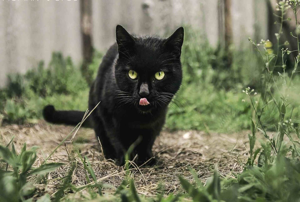male cat death after hair cut, Case registered against Parlor Operator in indore madhya pradesh