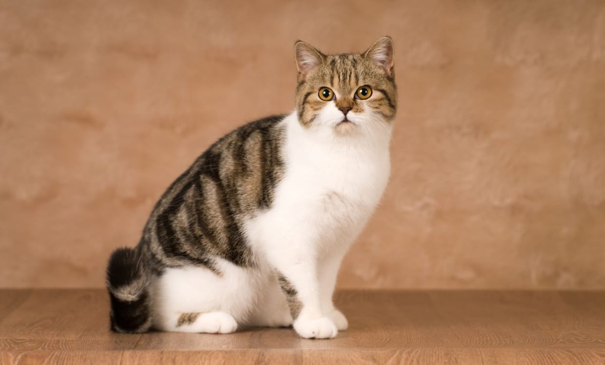 Govt planning to do birth control for cats swbi