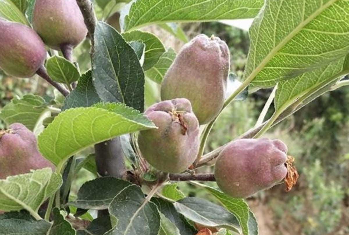 Adams apple and King Roat apple varieties cultivation now in himachal pradesh