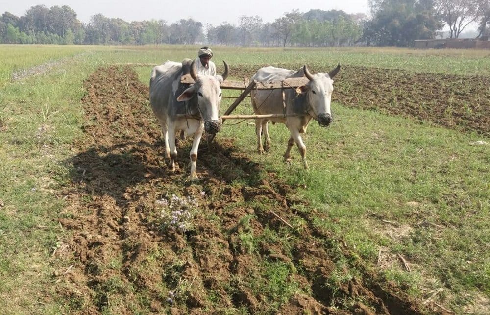Plow grass, soil will be fertile