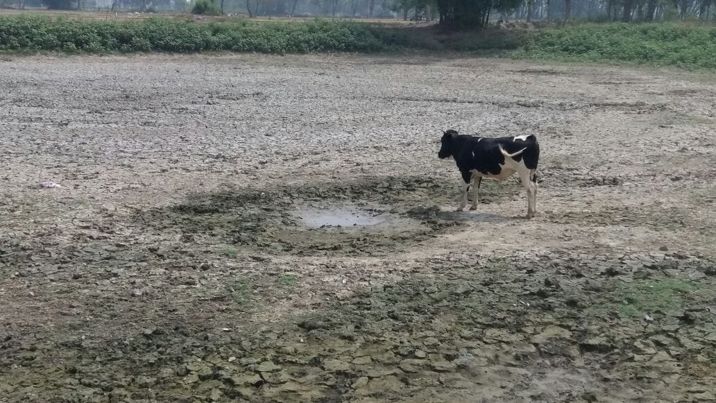 Trouble becoming animals due to dribbling