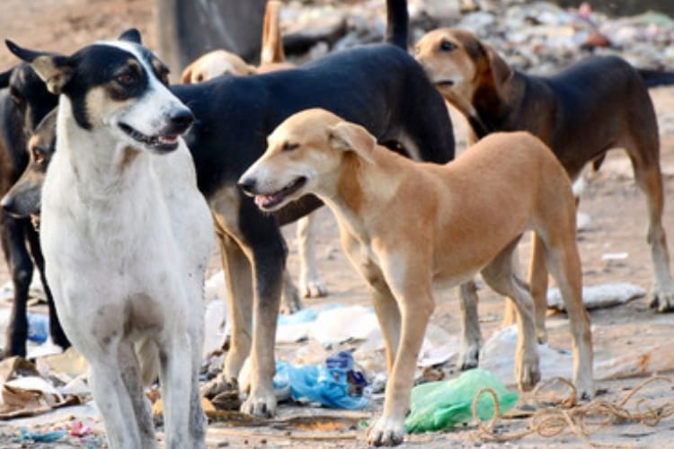 special campaign for stray dogs in lucknow