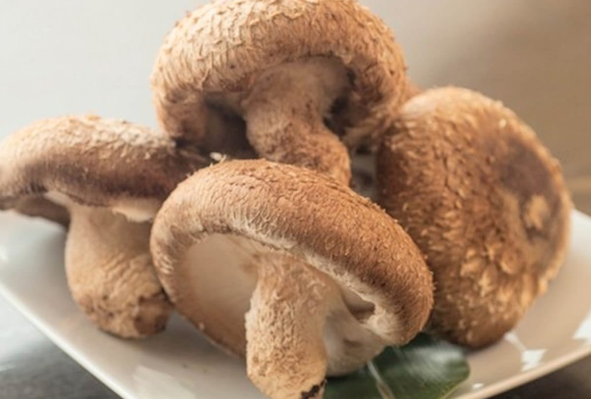 japan mushroom shiitake production and farming in mandi kangra himachal pradesh