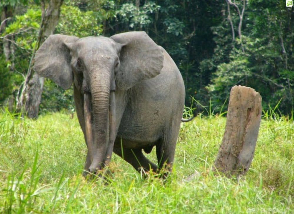 Safari together with Gajraj riding in Karnataka