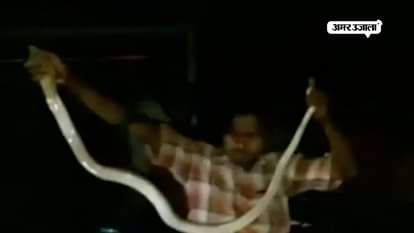 VIDEO: kobra bite a man in haldibari, west bengal
