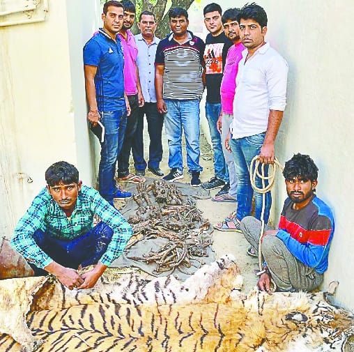 Tiger skins, holding two with bone