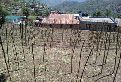five hundred crores loss to Crops due to hailstorm and storm in himachal