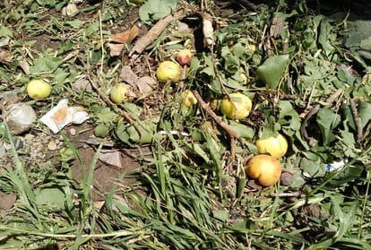 five hundred crores loss to Crops due to hailstorm and storm in himachal