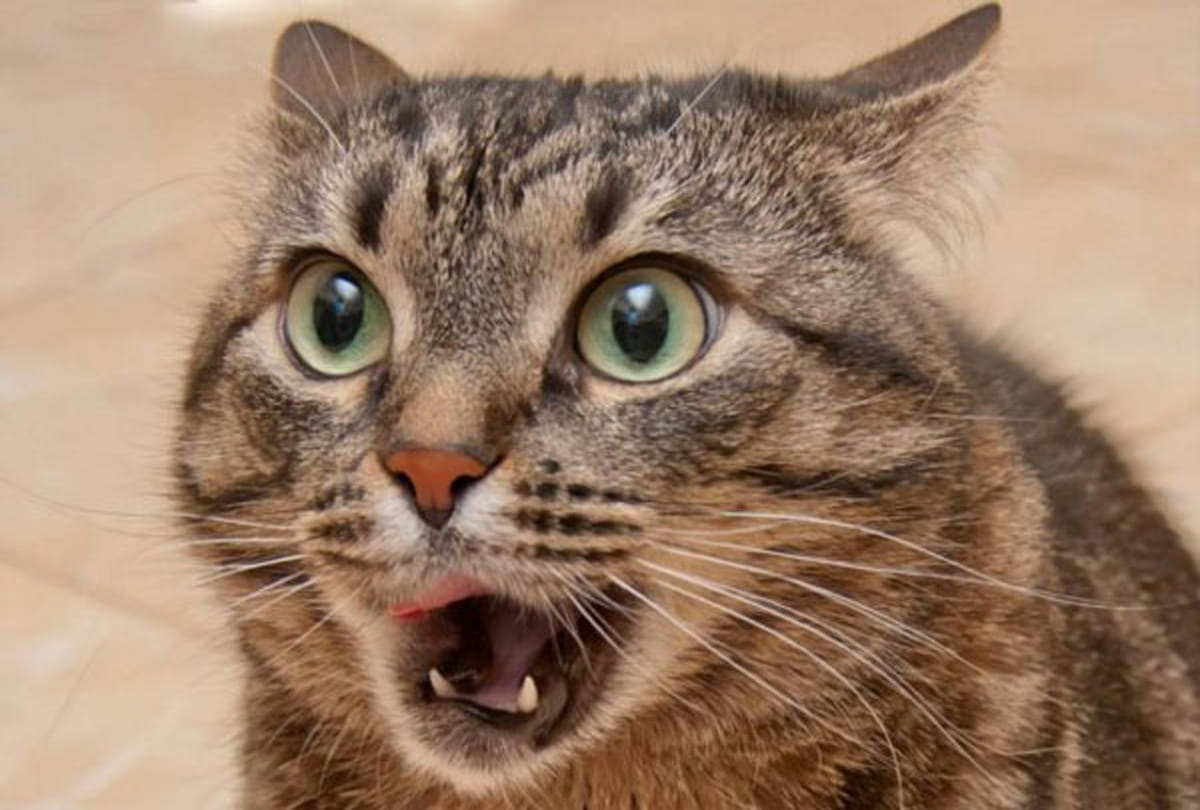 Cat became cause of youngman's death