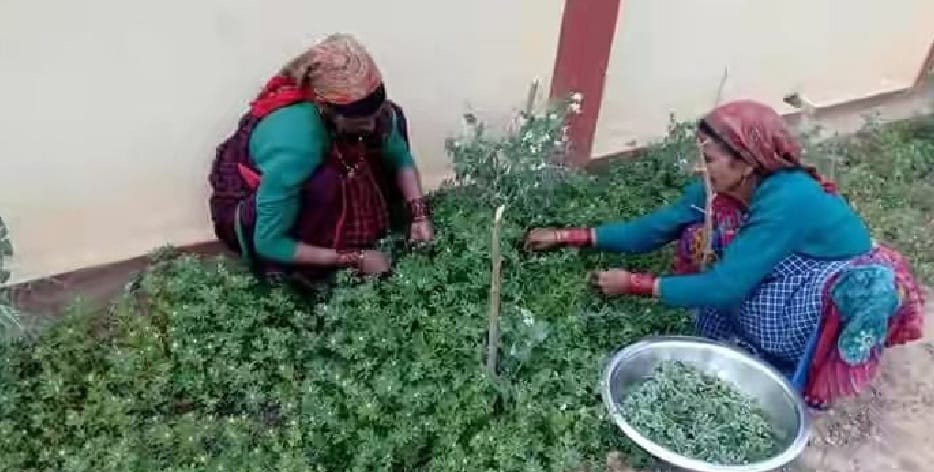 Vegetables grown in school for mid day meal