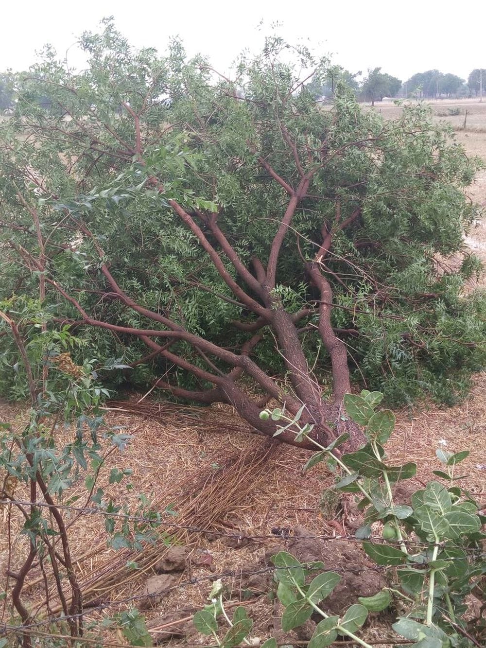 houses, trees collapse in mathura due to hurricane 