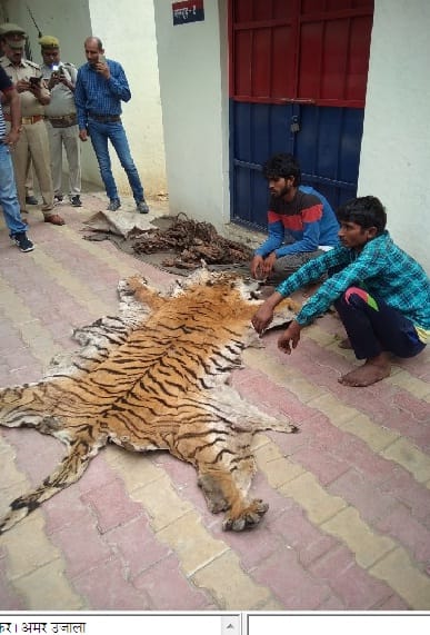 बाघ की खाल के साथ पकड़े गए दो युवक