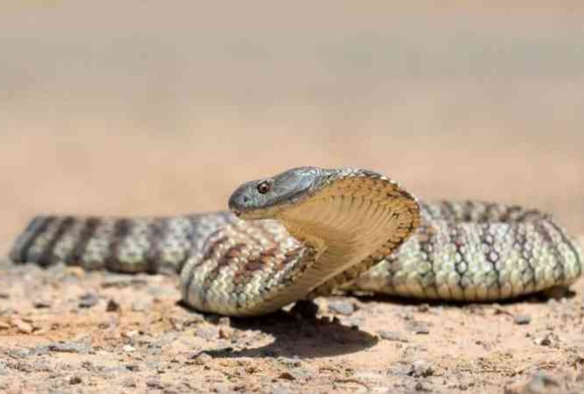 63 year old actress in west bengal dies after bitten by snake