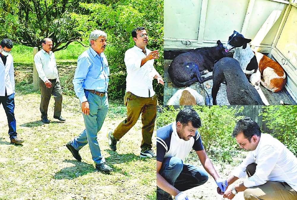 Experts research on dogs in sitapur.