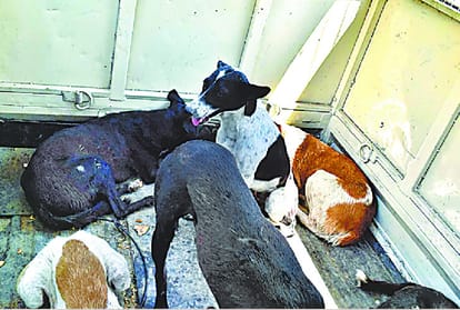 Experts research on dogs in sitapur.