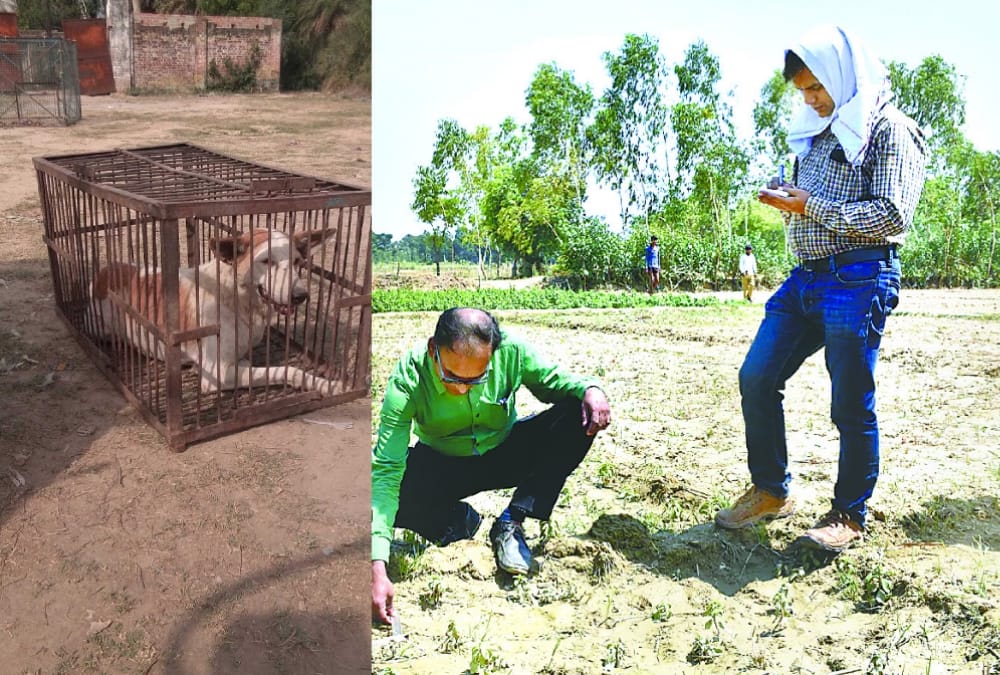 scientists doing research on dogs who killed children in   sitapur.