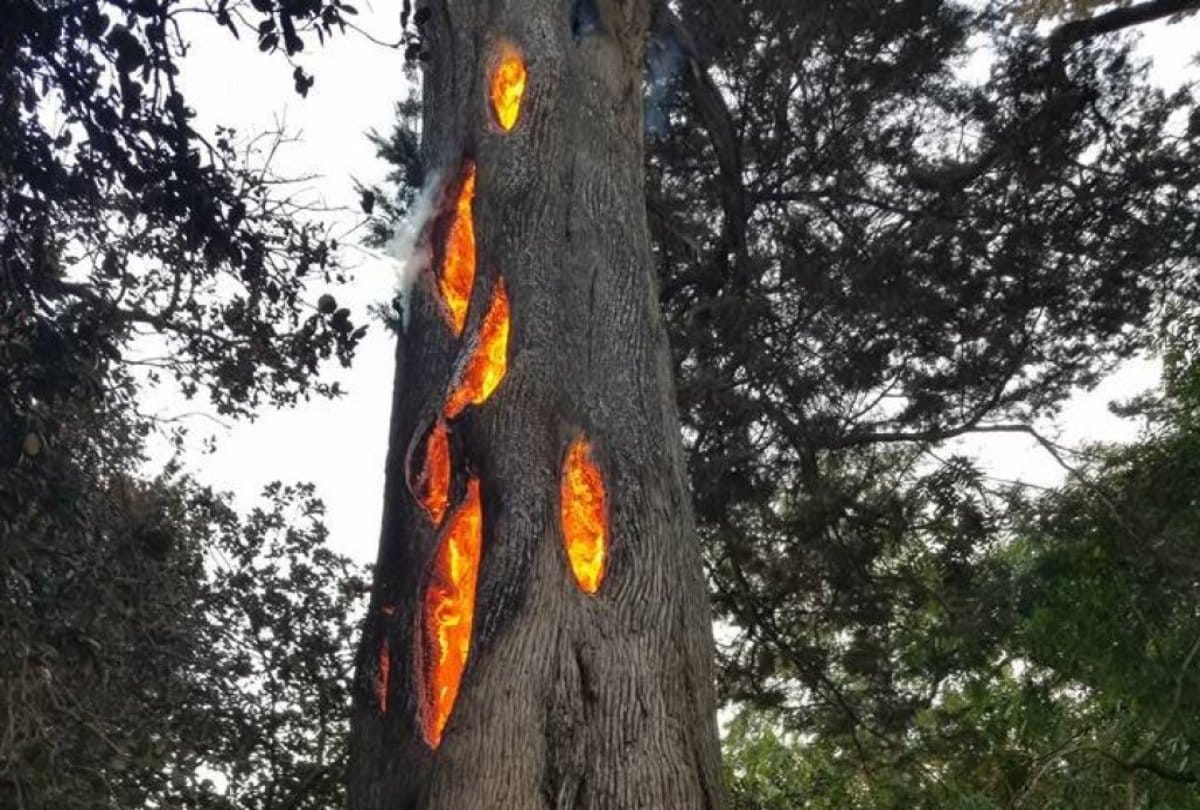 Mysterious Smoke came inside the tree during cutting  