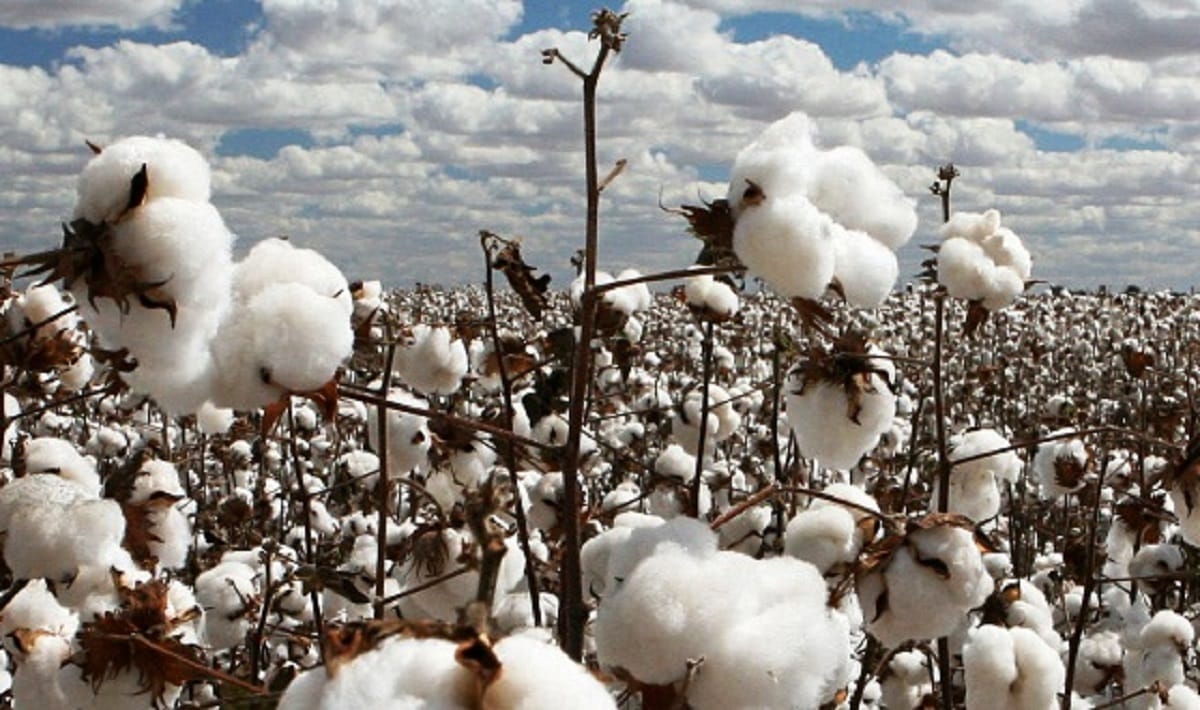 genetically modified crops biti cotton and bt brinjal issue in india