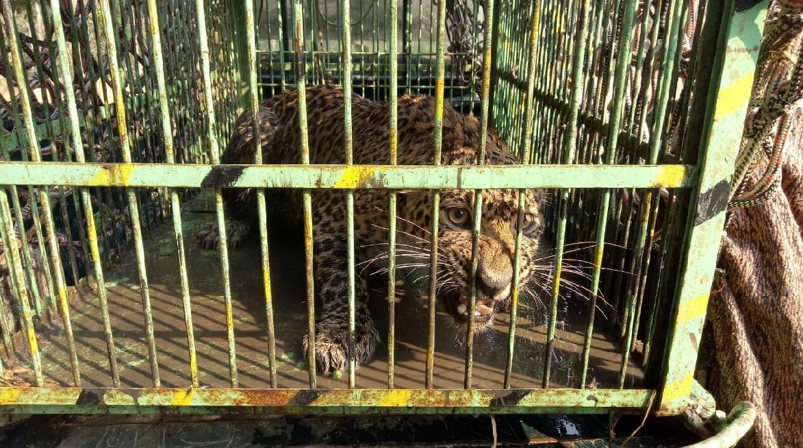 Dog and leopard locked together in room shocking story