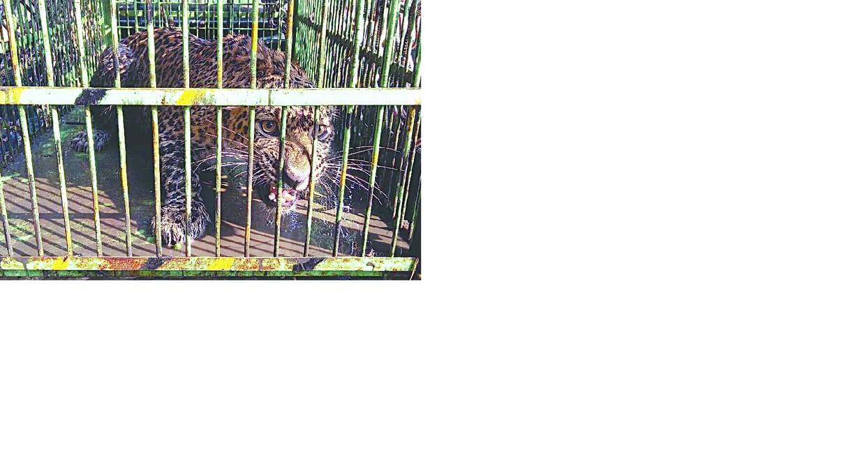  four injured in Bazpur