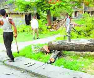 Green tree cut by officials
