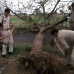 रास्ते में गिरा पेड़