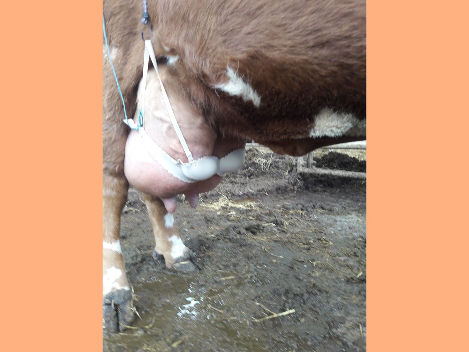 Farmer put wife bra on breastfeeding cow to stop her from painful condition