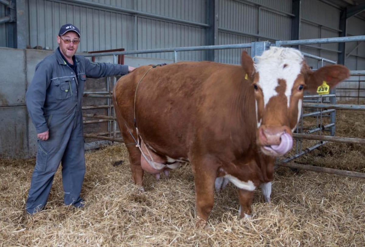 Farmer put wife bra on breastfeeding cow to stop her from painful condition