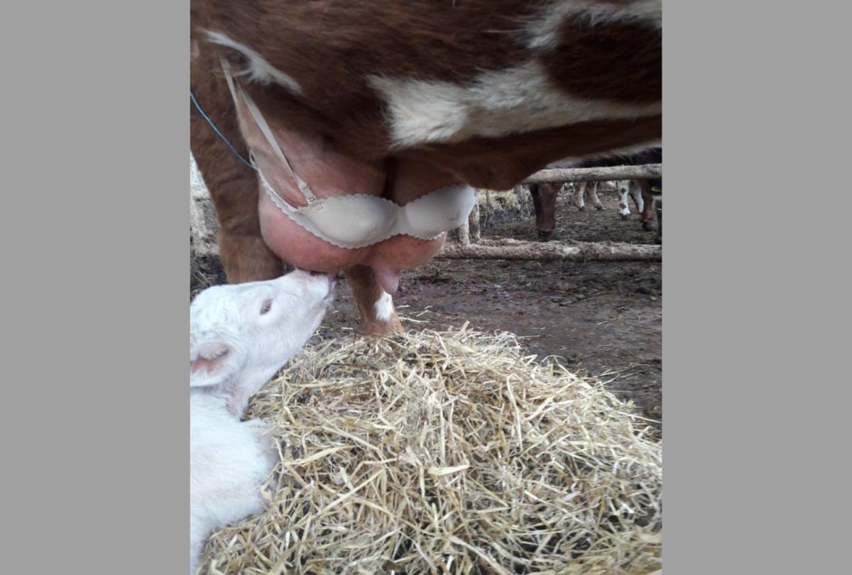 Farmer put wife bra on breastfeeding cow to stop her from painful condition