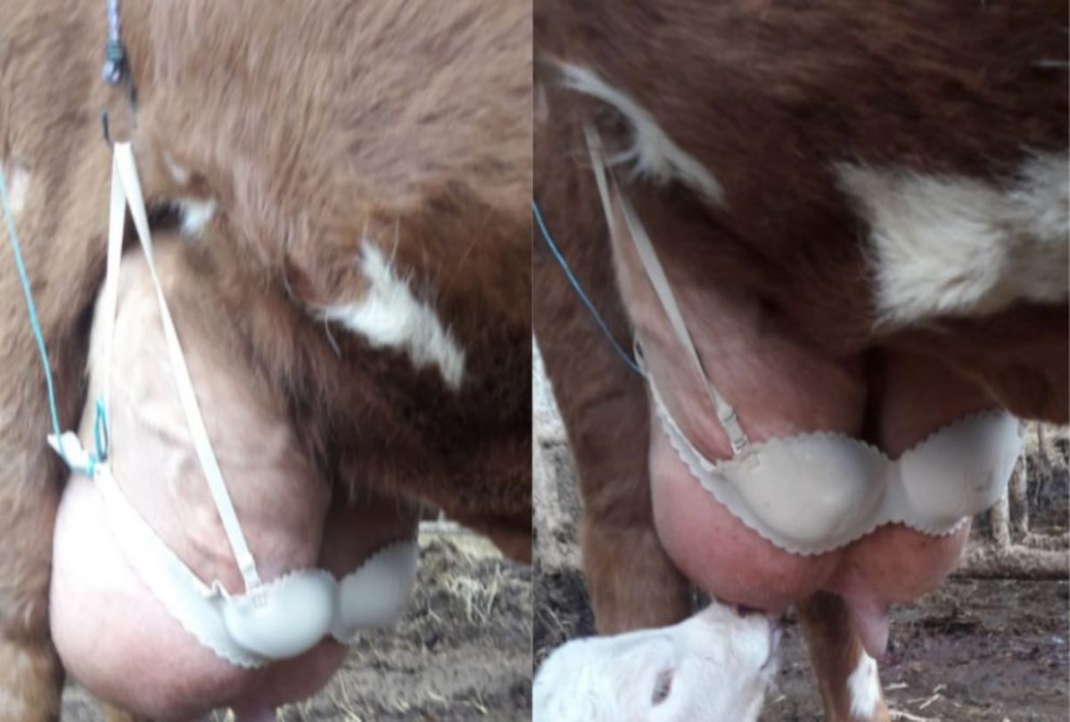 Farmer put wife bra on breastfeeding cow to stop her from painful condition