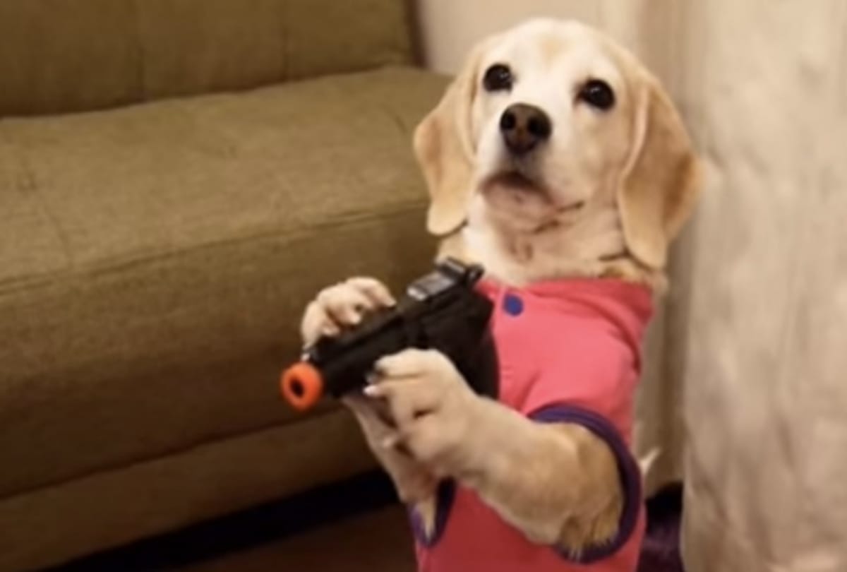 dog shoots owner in the leg in US