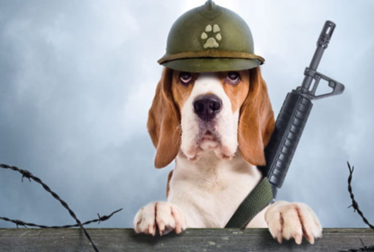 dog shoots owner in the leg in US