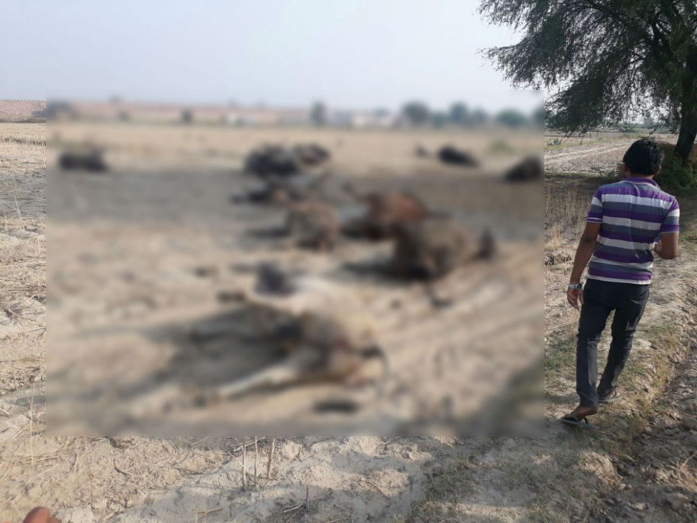 15 govansh killed in agra 