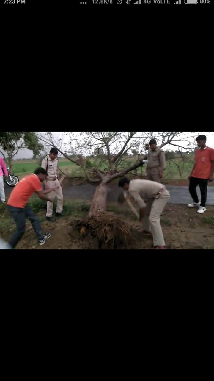 fell tree in front of BJP MP Hema Malini convoy