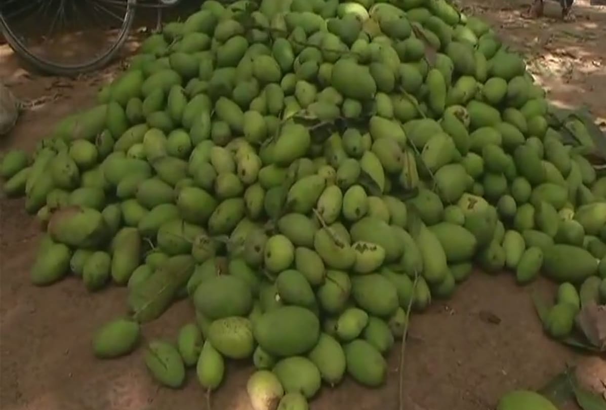 Mango harvest and farmers suffers damage after thunderstorm