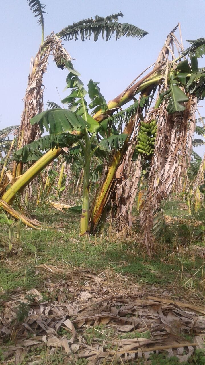 electricity cut of five hundred village
