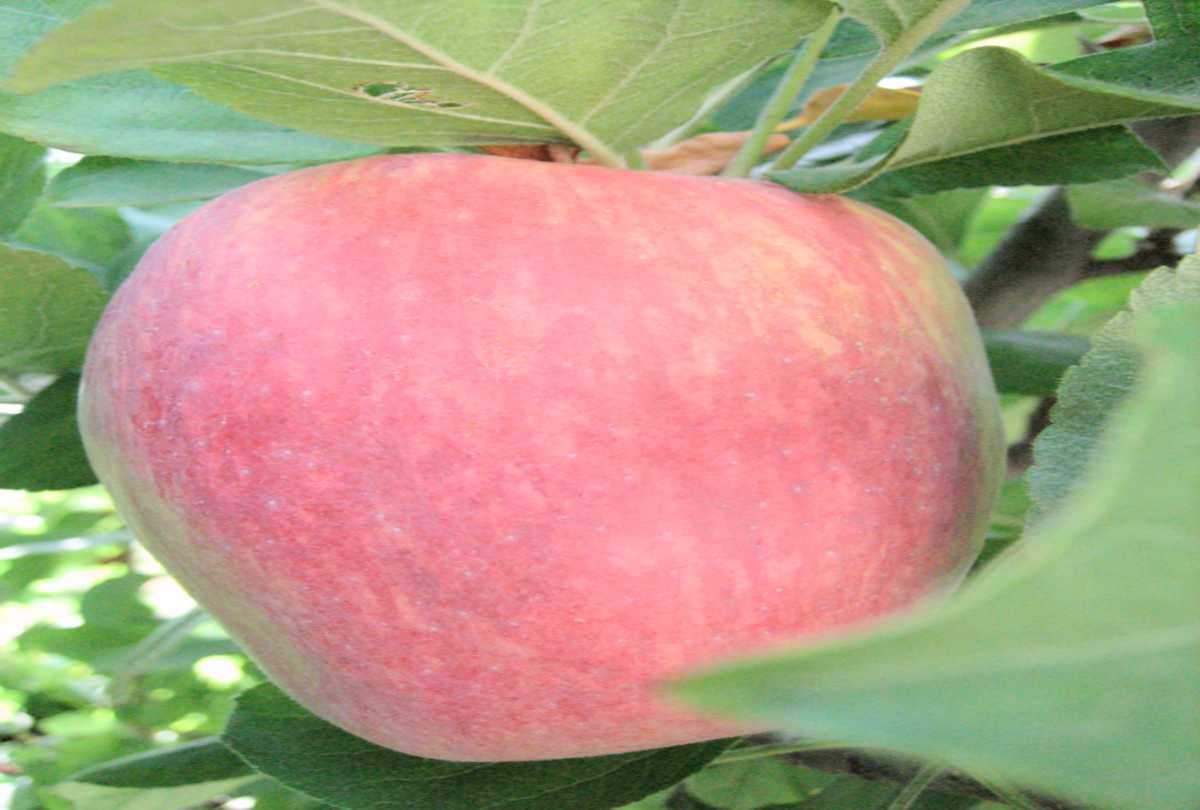 Himachal's apple gardening affected by Pulwama terrorist attack incident