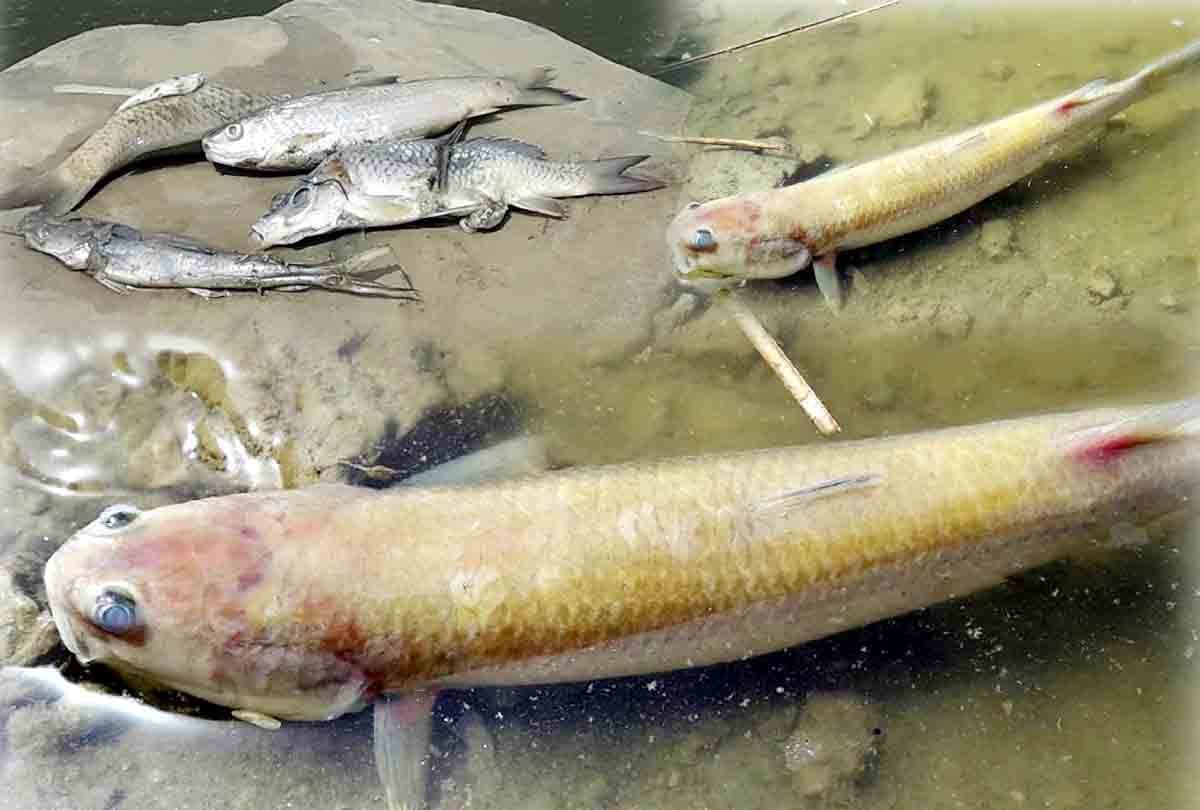 Fish died in Ganga
