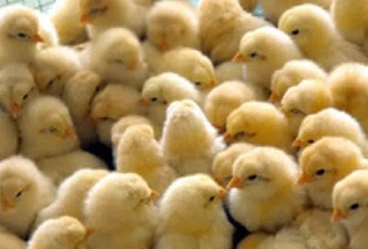 native mother of foreign chicks in this Zoo