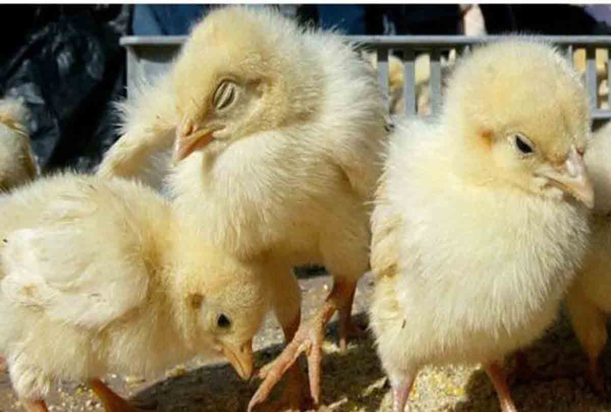 native mother of foreign chicks in this Zoo