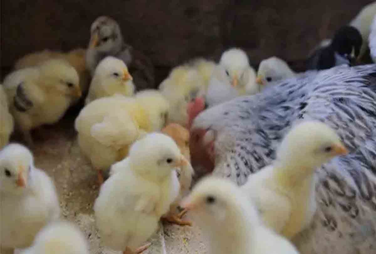 native mother of foreign chicks in this Zoo