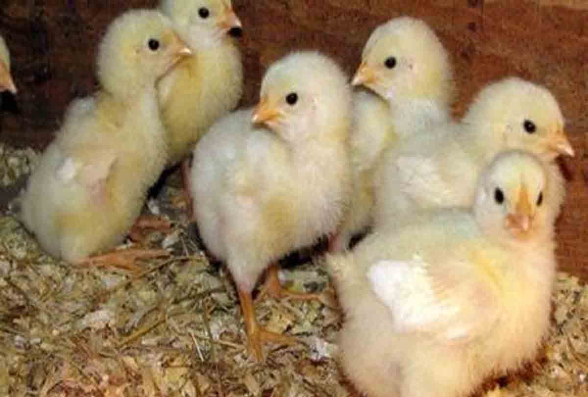 native mother of foreign chicks in this Zoo
